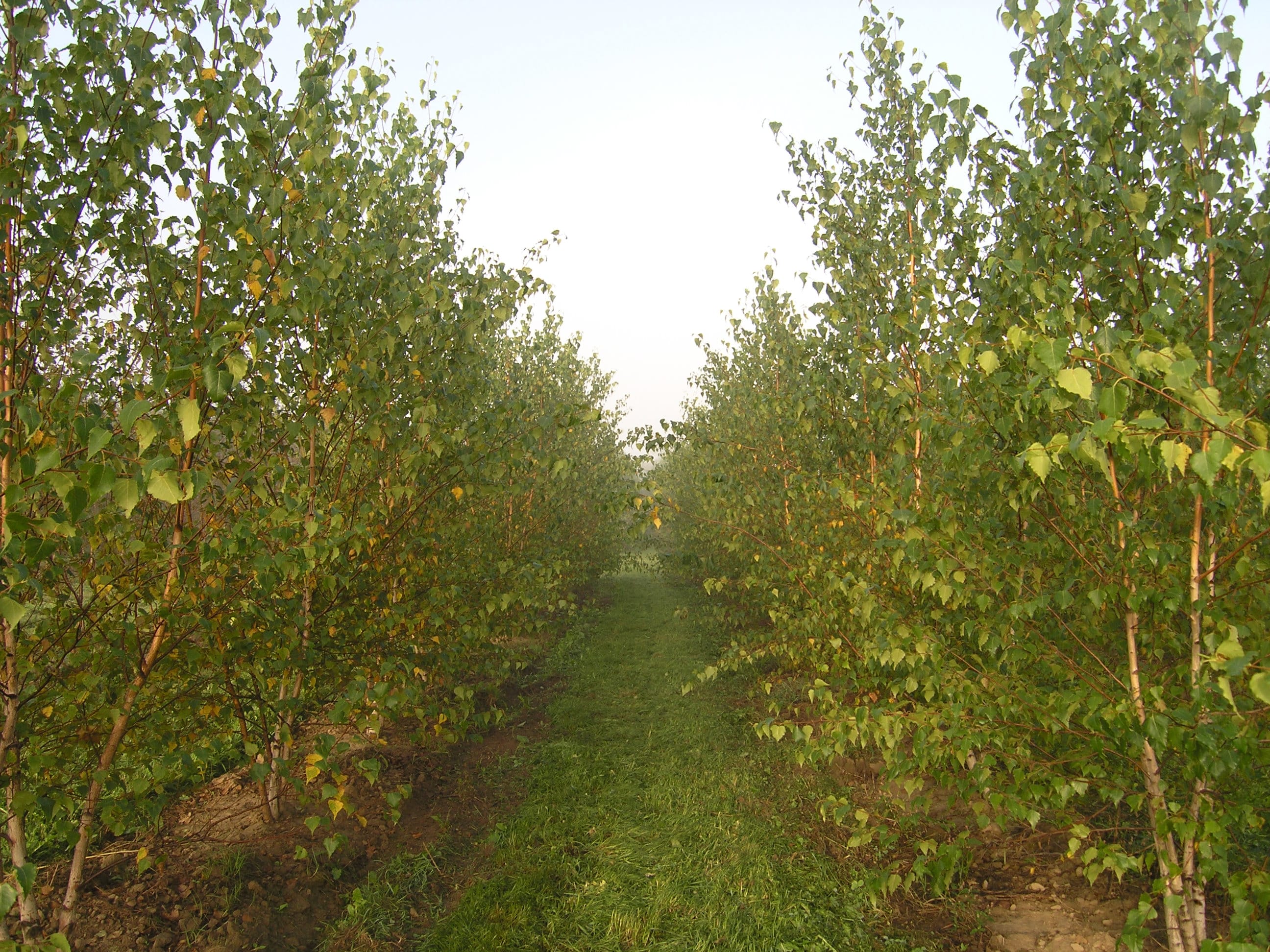 Betula populifolia ‘Whitespire’